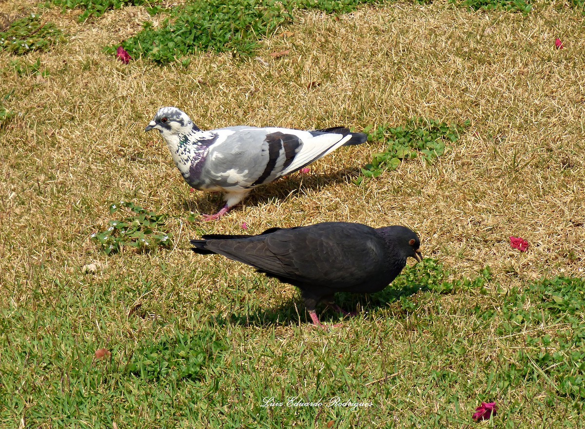 Rock Pigeon (Feral Pigeon) - ML312813351