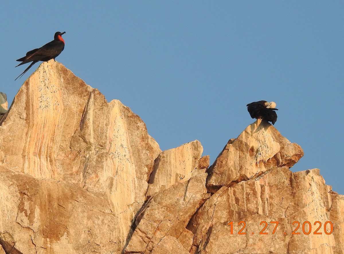 Magnificent Frigatebird - ML312813481