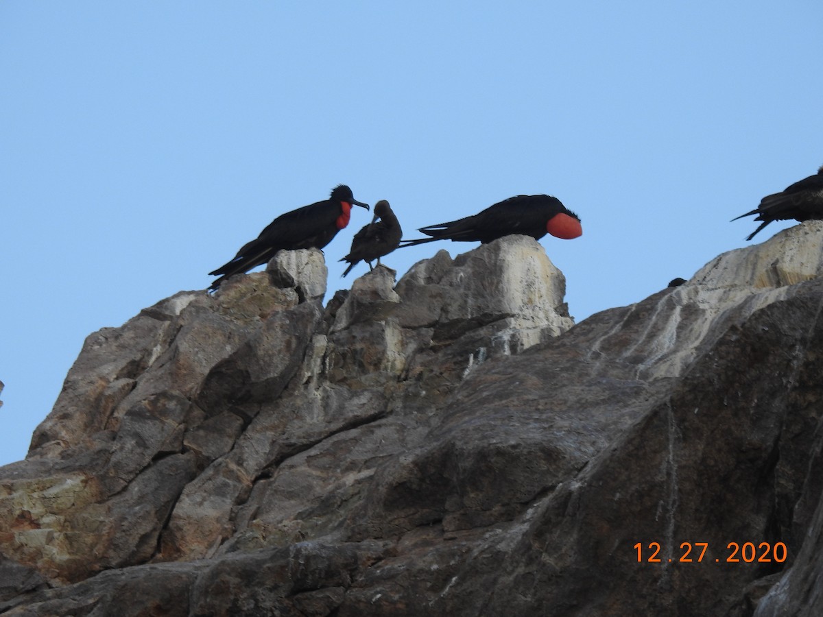Magnificent Frigatebird - ML312813501