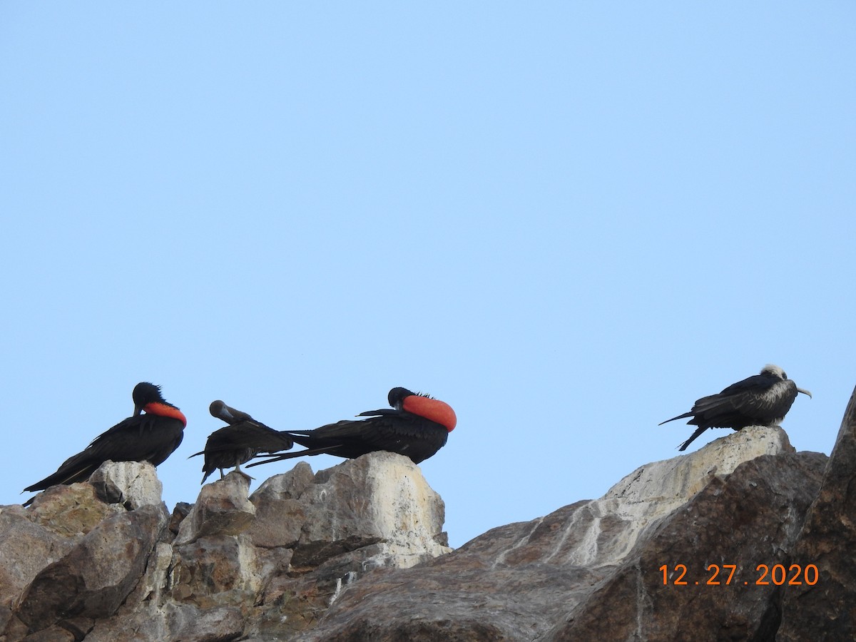 Magnificent Frigatebird - ML312813511