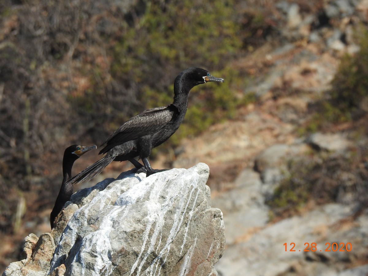 Neotropic Cormorant - ML312813621
