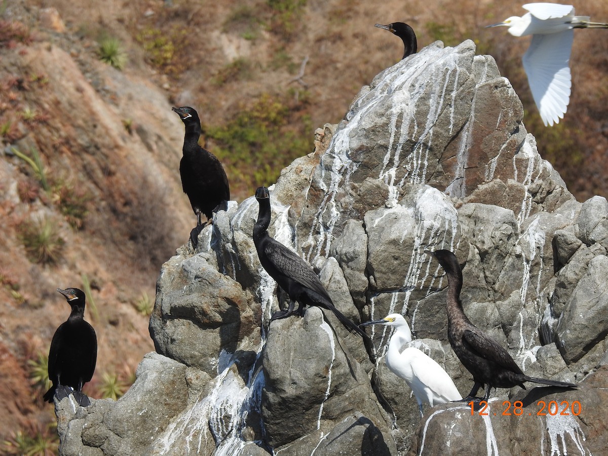 Neotropic Cormorant - ML312813641