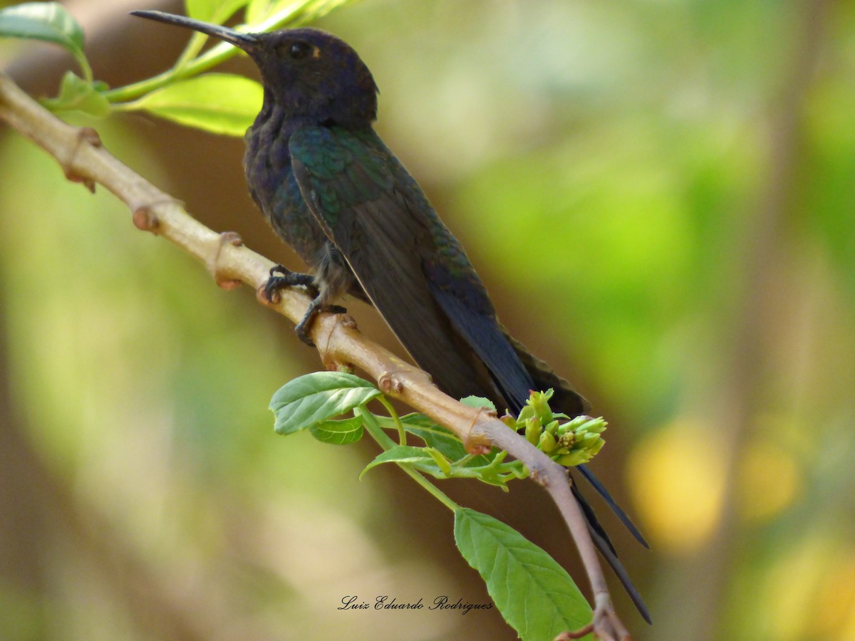 Swallow-tailed Hummingbird - ML312813661