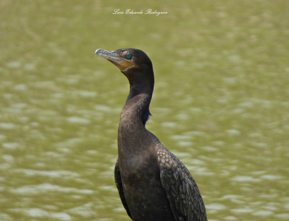 Neotropic Cormorant - ML312813751