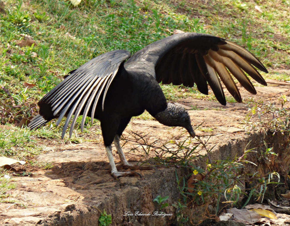 Black Vulture - ML312813841