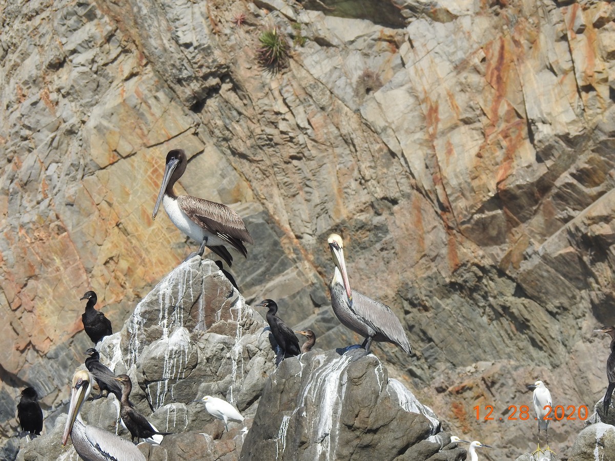 Brown Pelican - John Mills