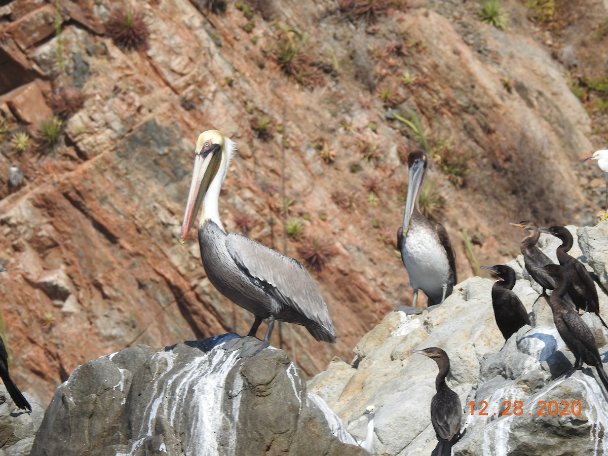 Brown Pelican - John Mills