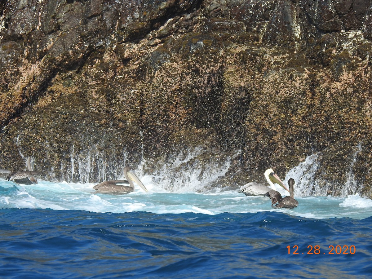 Brown Pelican - ML312813921