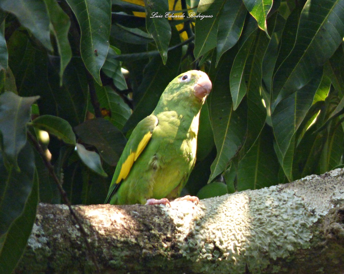 Yellow-chevroned Parakeet - ML312814051
