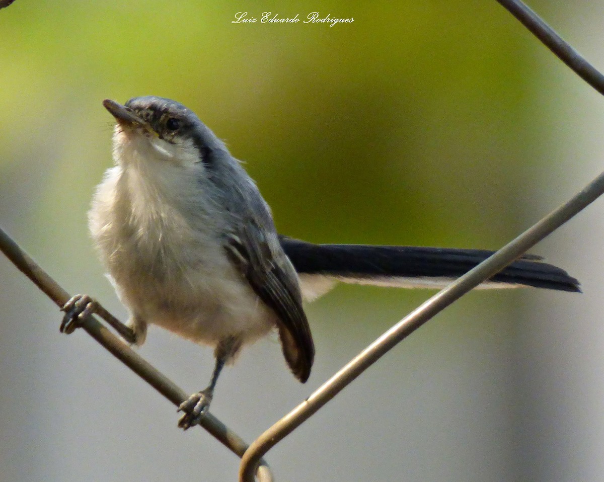 Masked Gnatcatcher - ML312814491