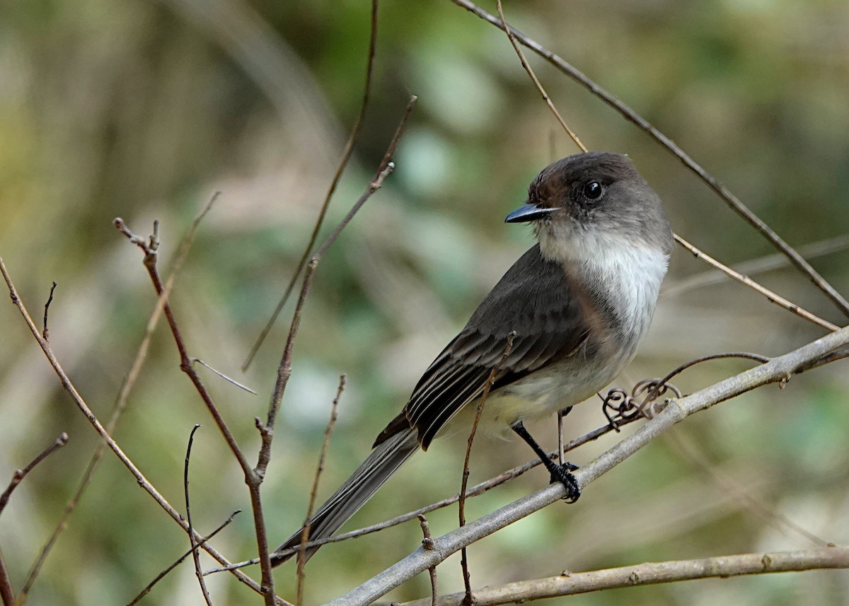Eastern Phoebe - ML312815641