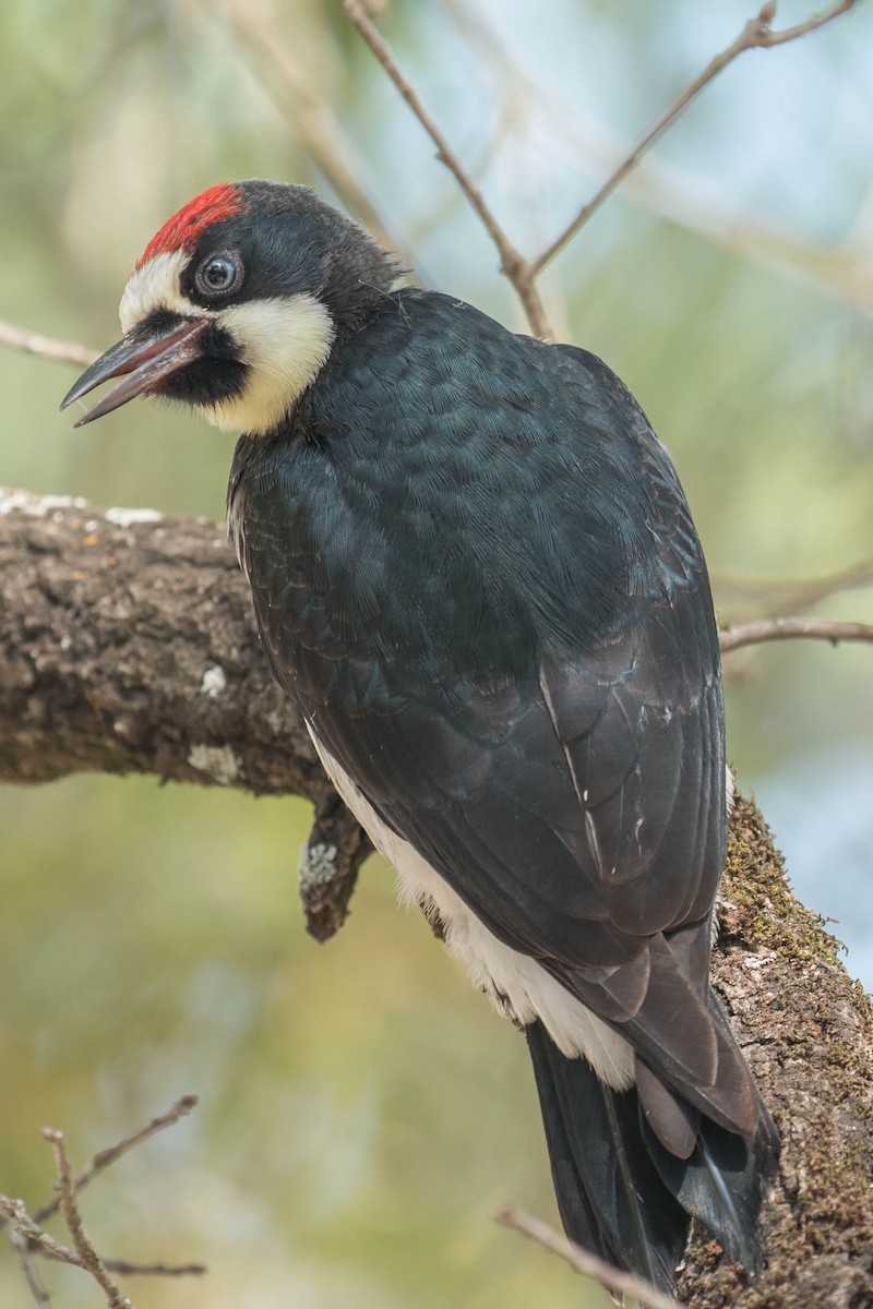 Acorn Woodpecker - Patrick Van Thull