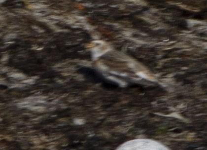 Snow Bunting - ML312820681