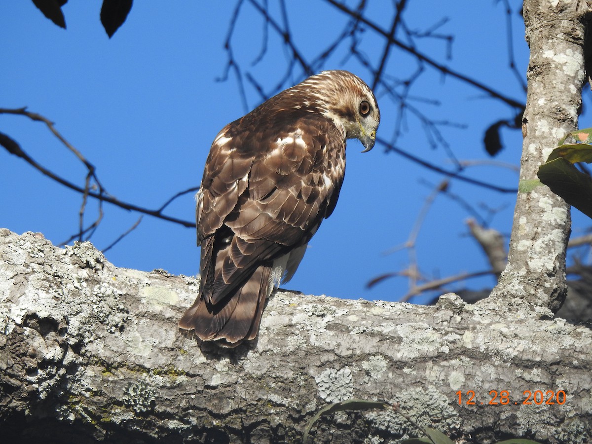 Broad-winged Hawk - ML312821221