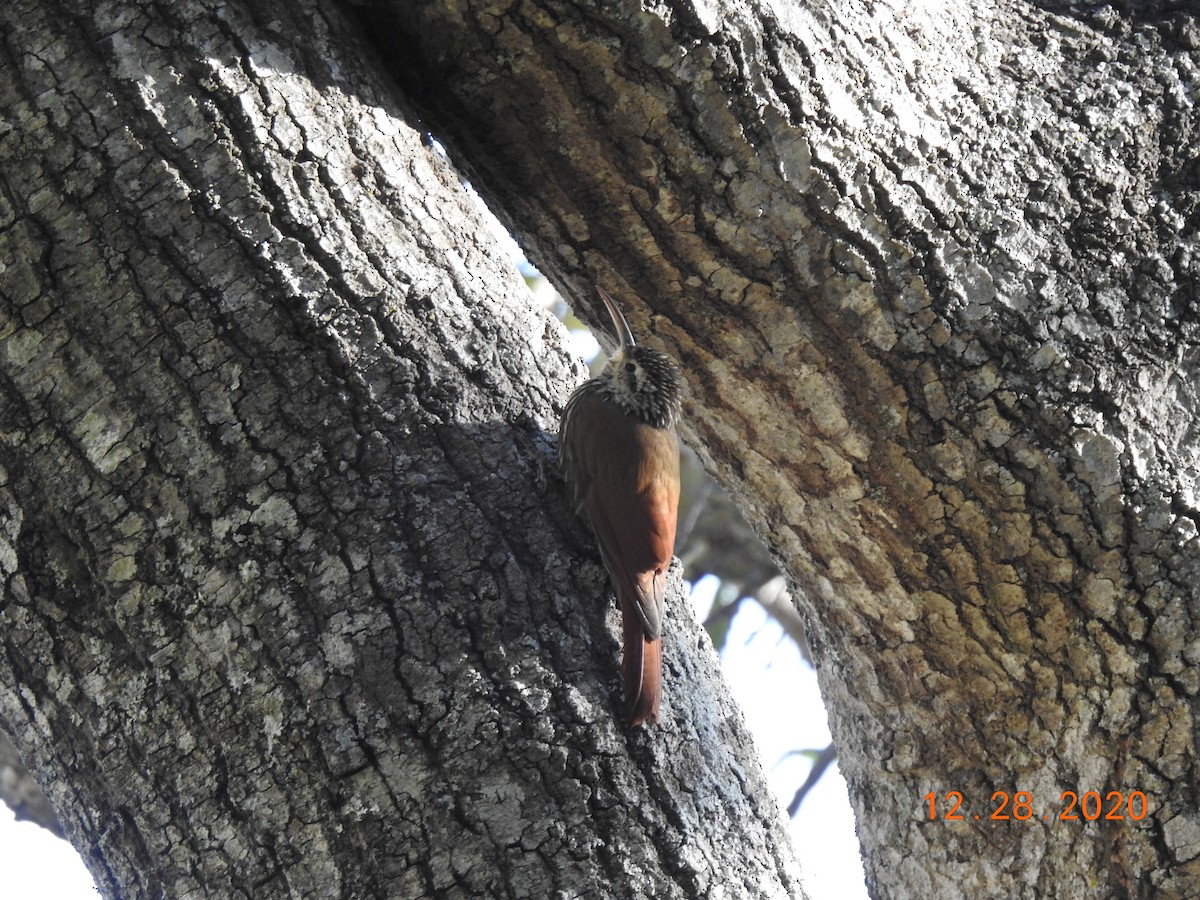 White-striped Woodcreeper - John Mills