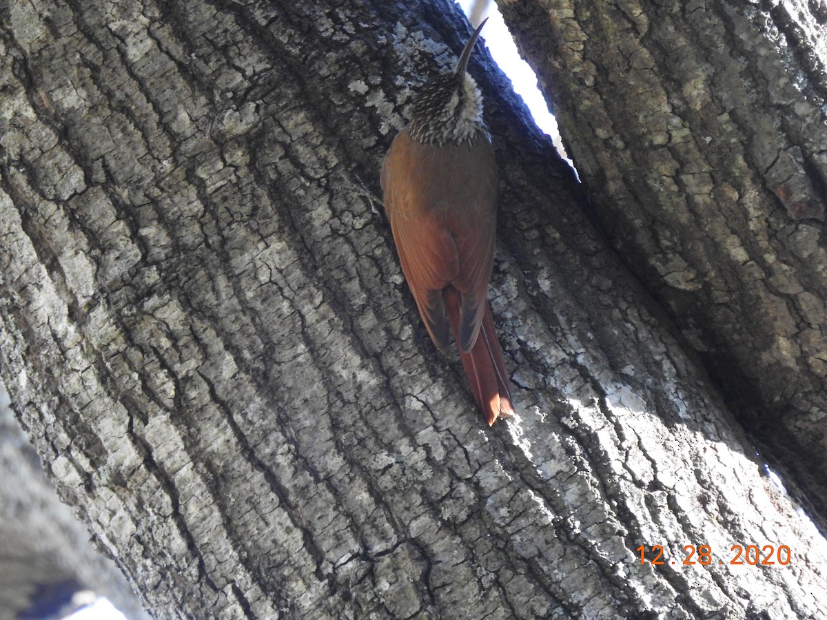 White-striped Woodcreeper - John Mills