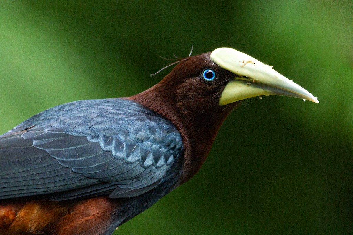 Chestnut-headed Oropendola - ML312824431