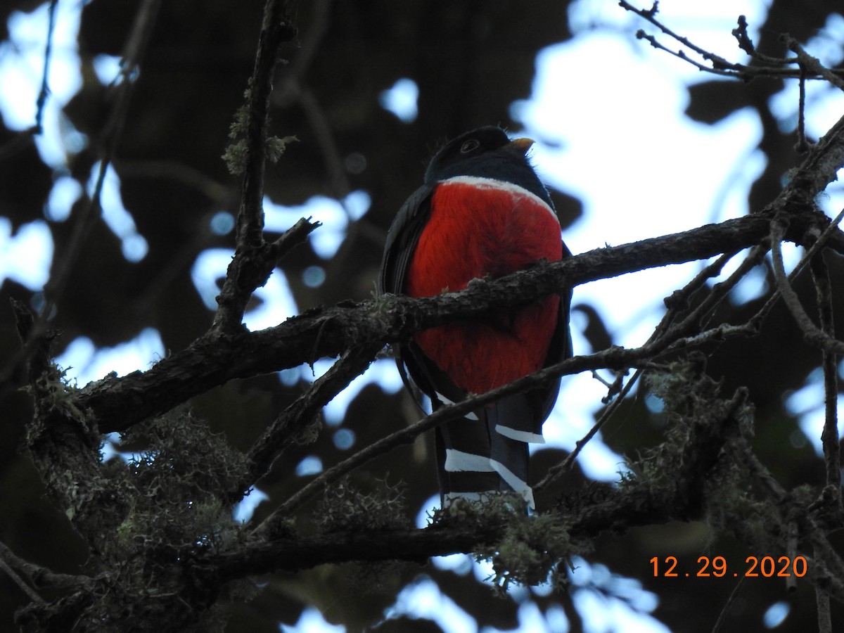 Mountain Trogon - John Mills