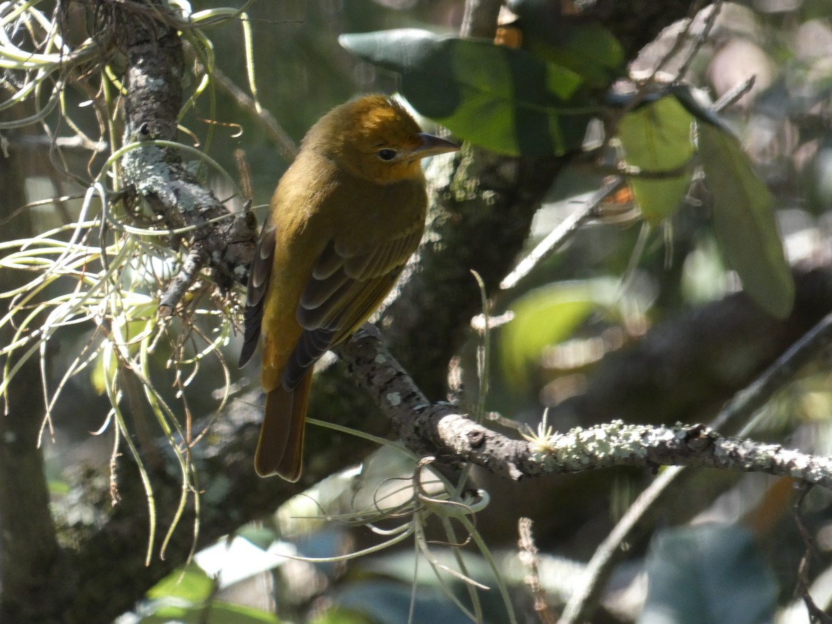 Summer Tanager - ML312825021