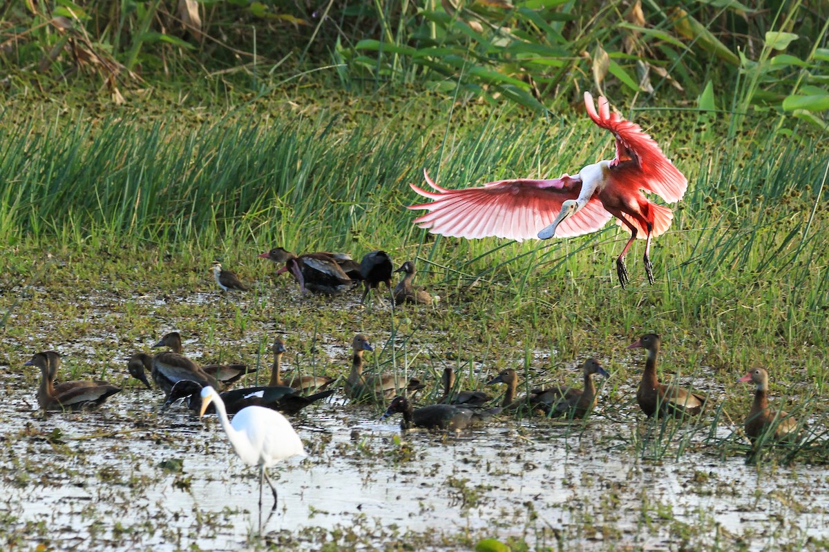Roseate Spoonbill - ML312825911