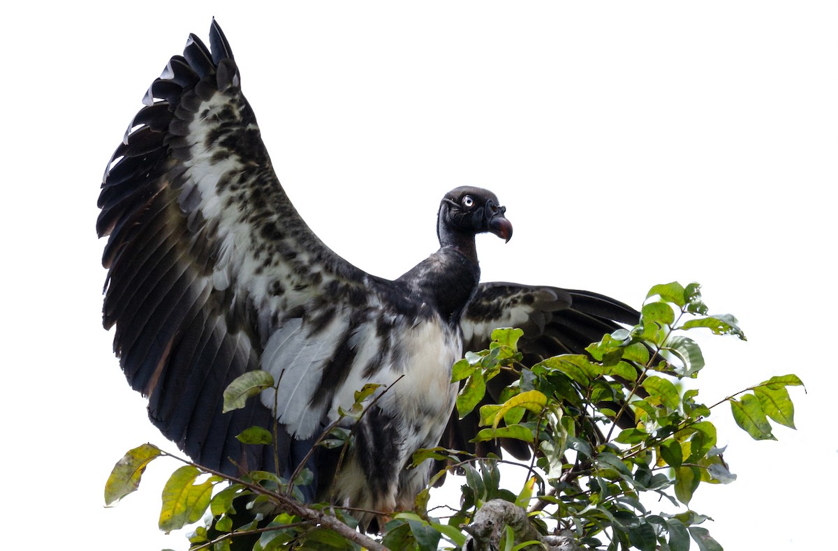 King Vulture - ML312826281