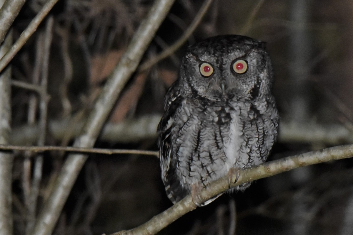 Eastern Screech-Owl - ML312826491