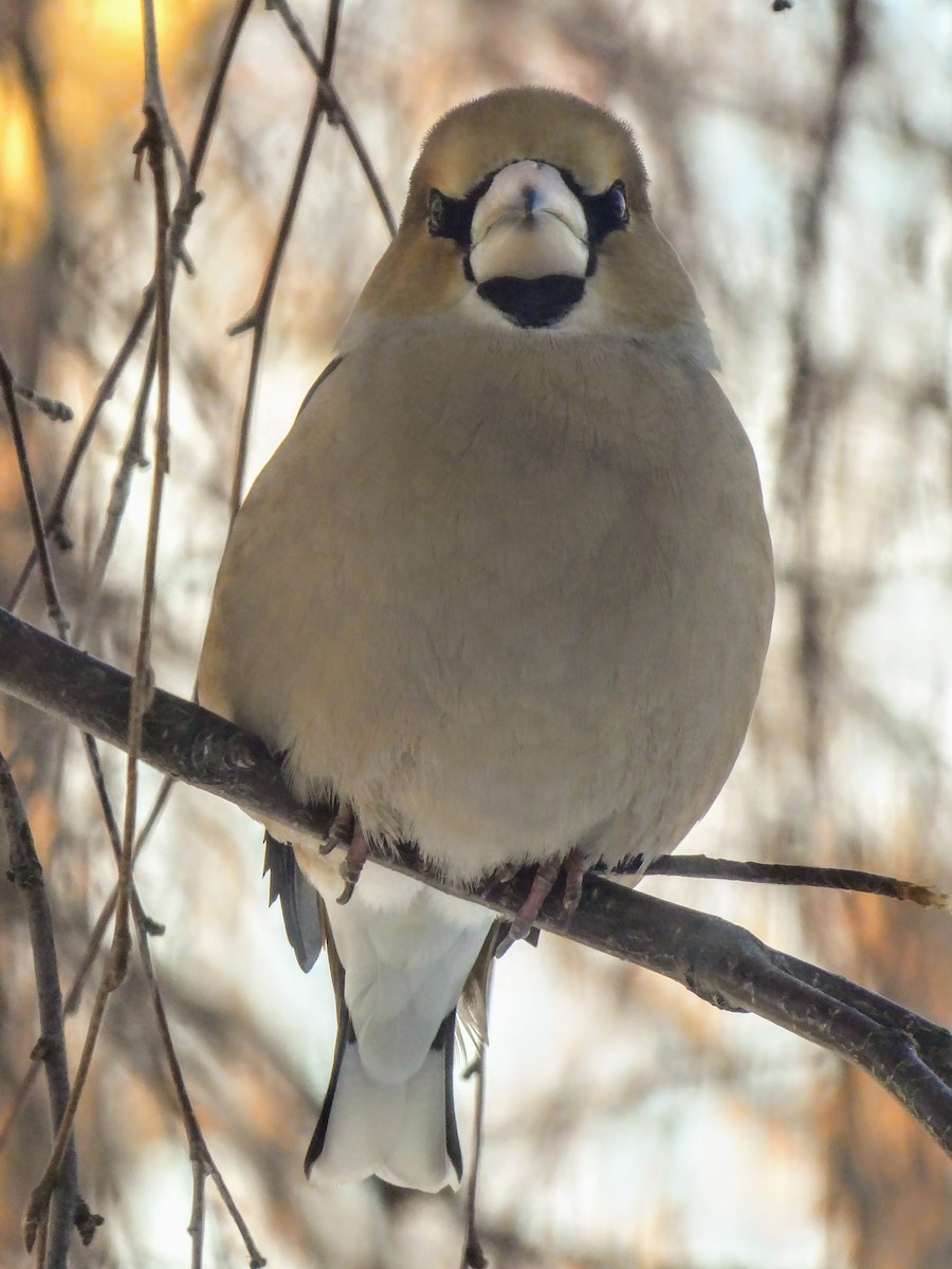 Hawfinch - ML312826761