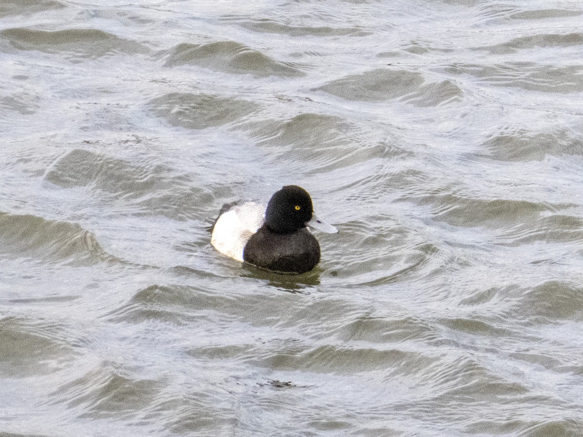 Lesser Scaup - ML312827161