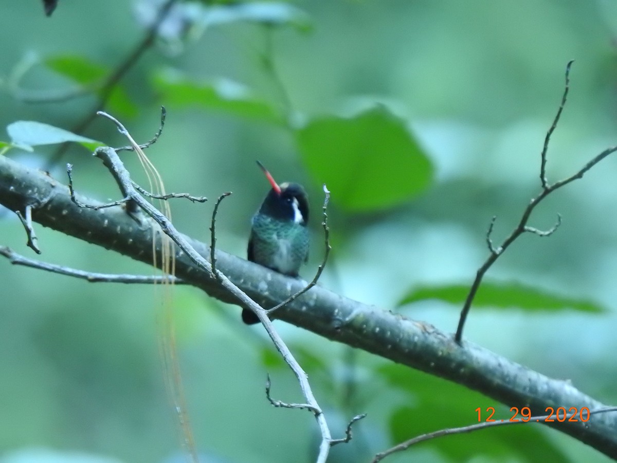 White-eared Hummingbird - ML312827191