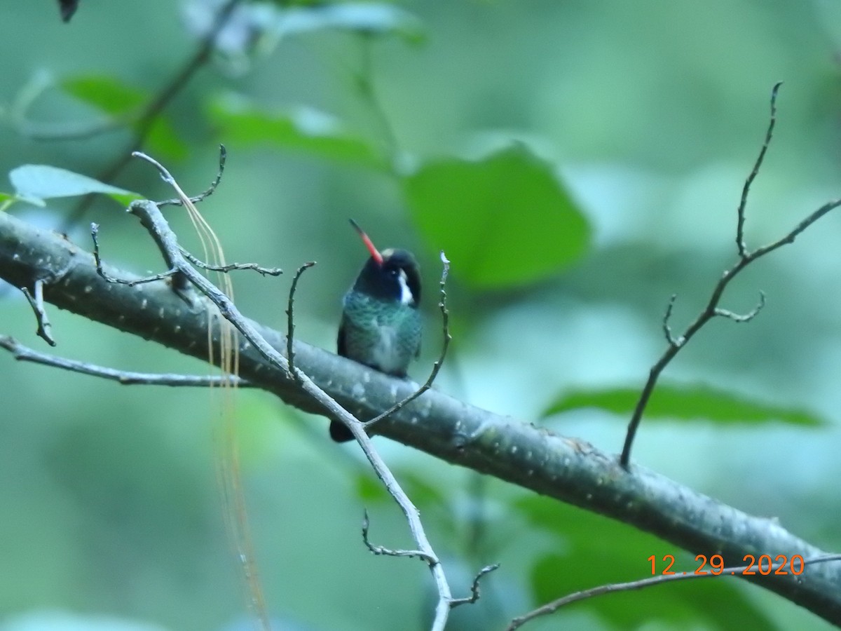 Colibrí Orejiblanco - ML312827191