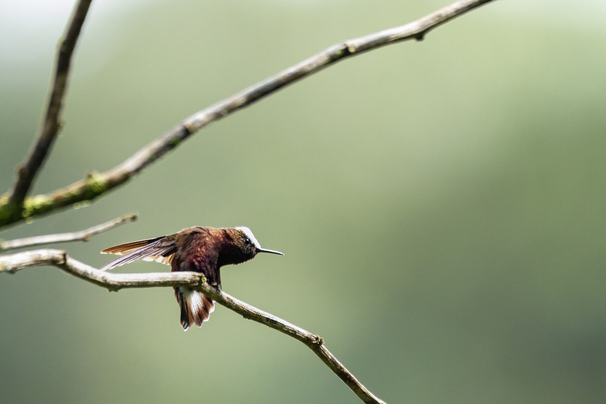 Snowcap - ML312827571