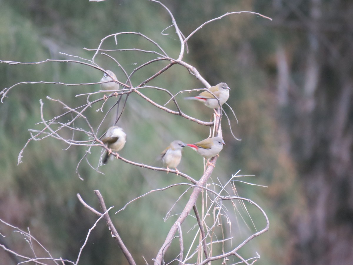 Red-browed Firetail - ML312828081