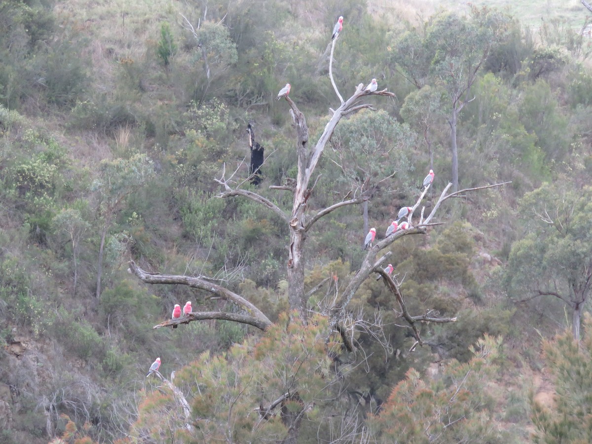 Cacatúa Galah - ML312828381