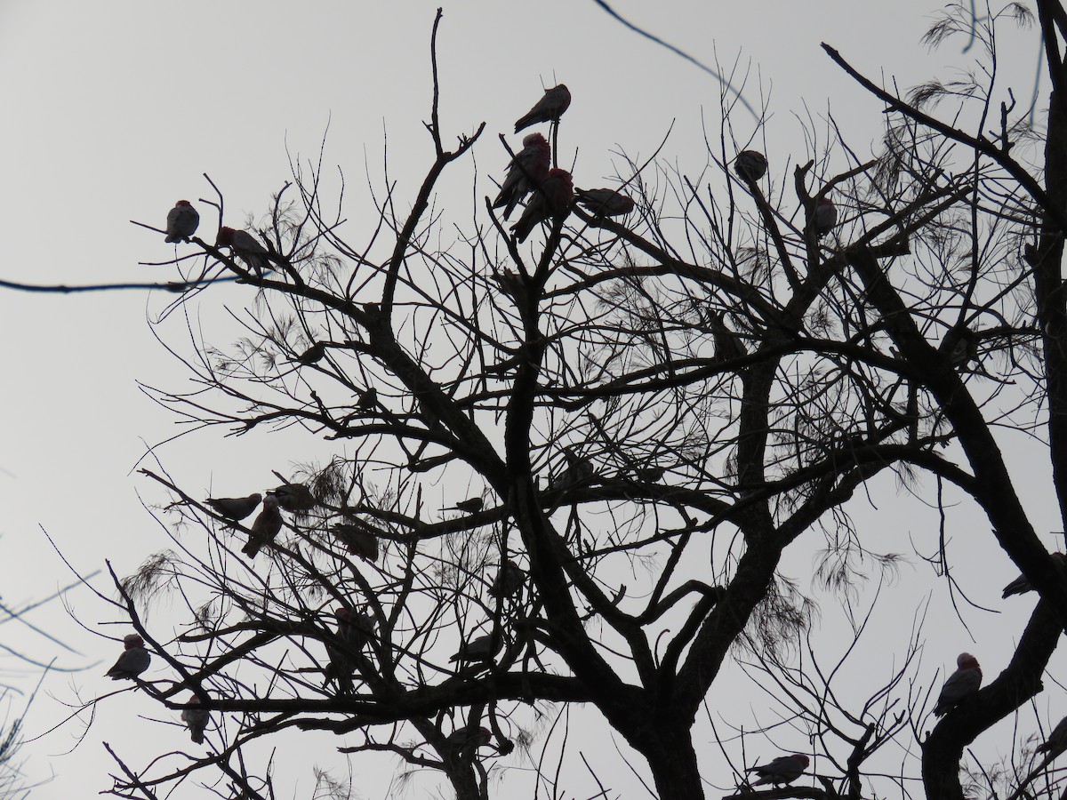 Cacatúa Galah - ML312828541