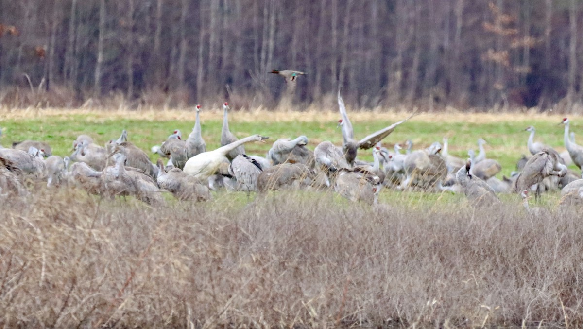 Cygne siffleur - ML312828801