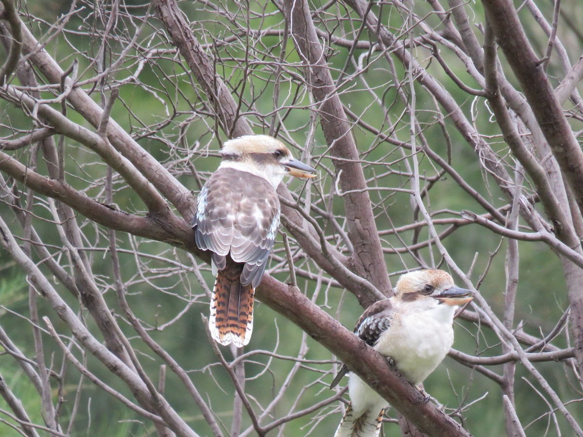 Laughing Kookaburra - ML312829351