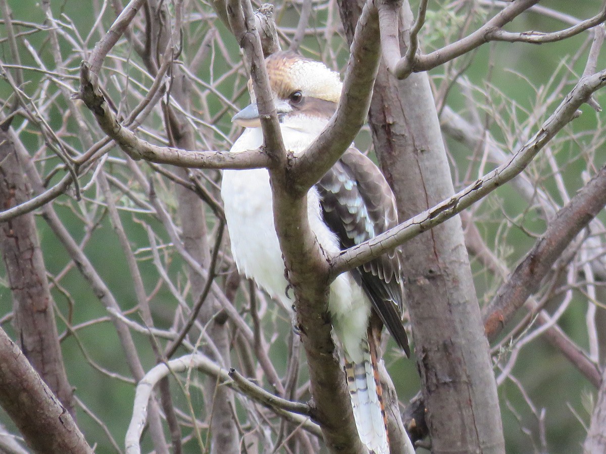 Laughing Kookaburra - ML312829371