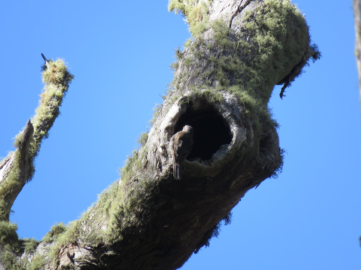 White-throated Treecreeper - ML312829661