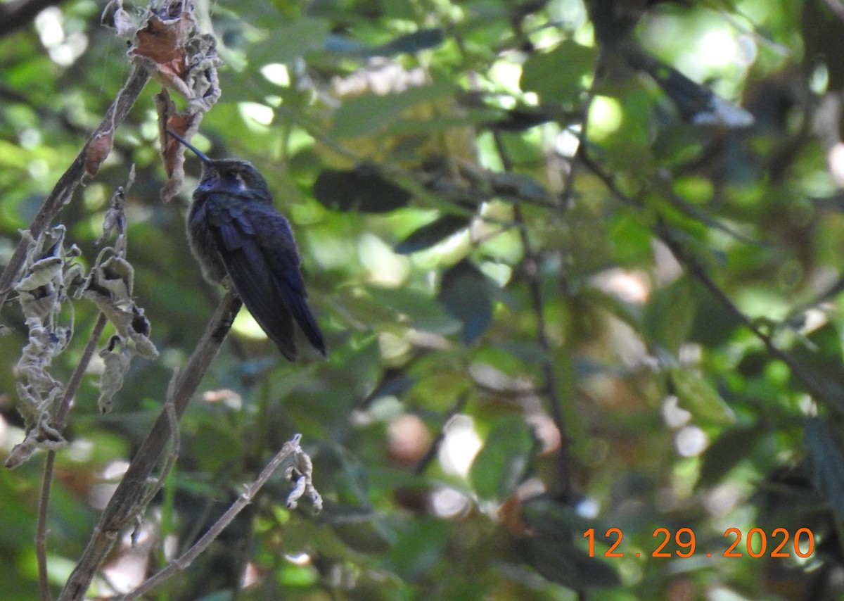 Colibrí Amatistino - ML312829691