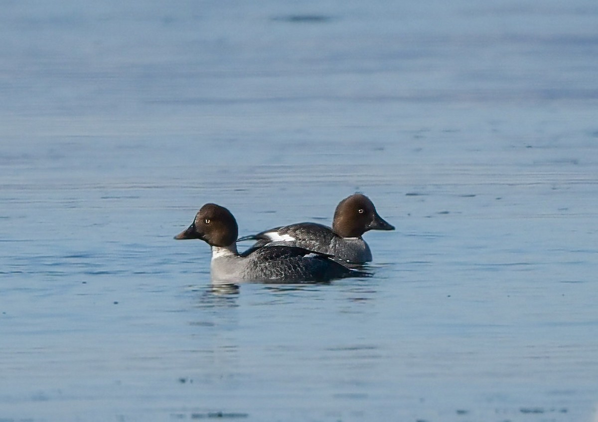 Common Goldeneye - ML312830231