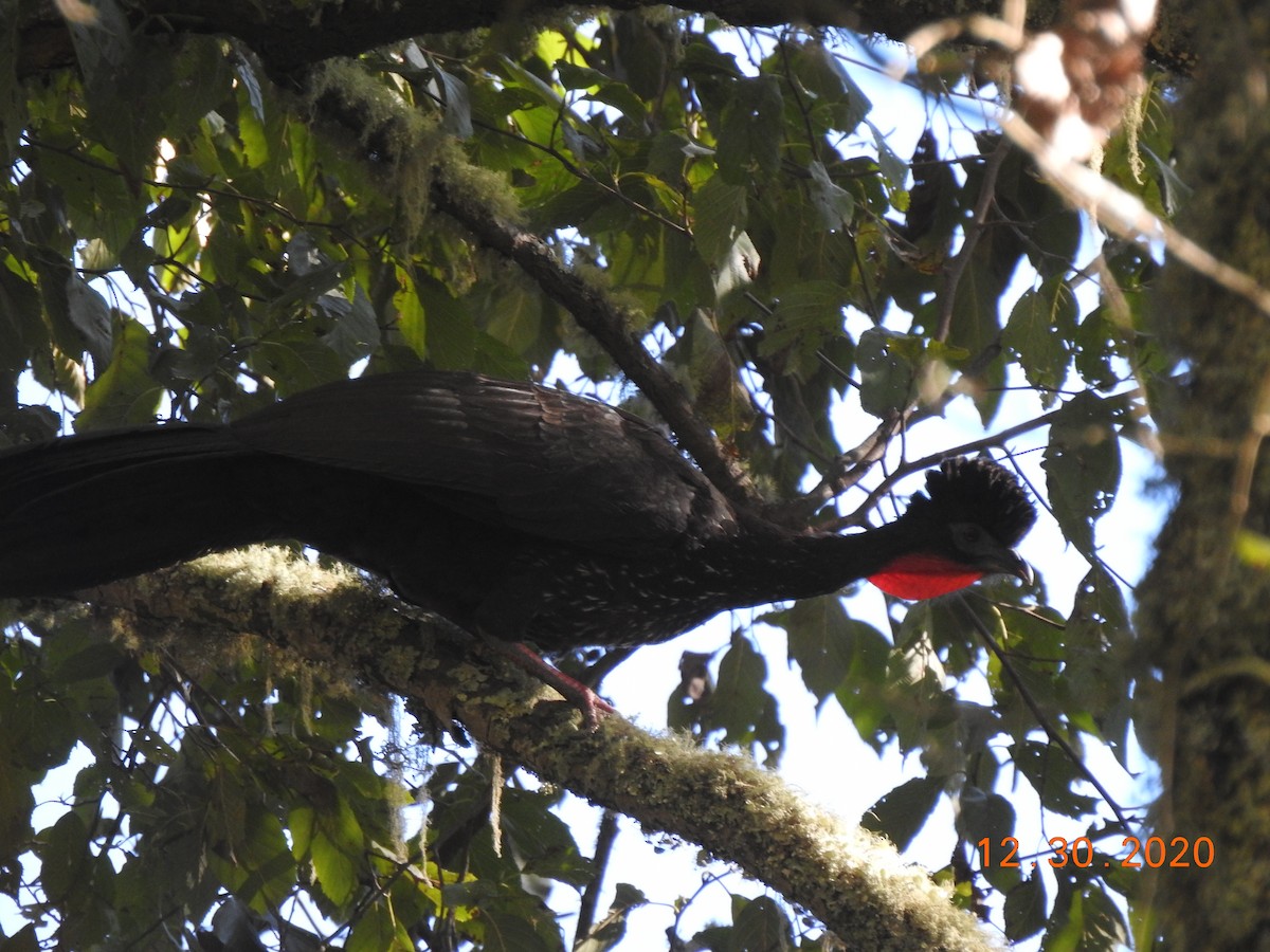 Crested Guan - ML312830281
