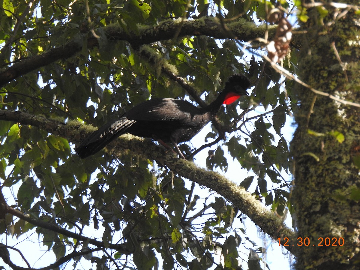 Crested Guan - ML312830301
