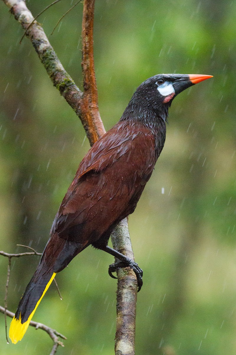 Montezuma Oropendola - ML312830411