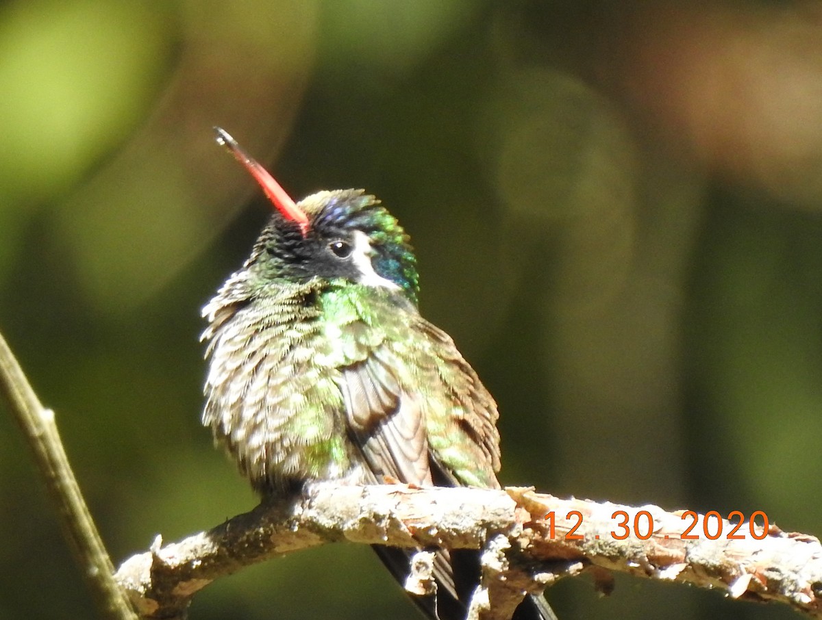 White-eared Hummingbird - John Mills