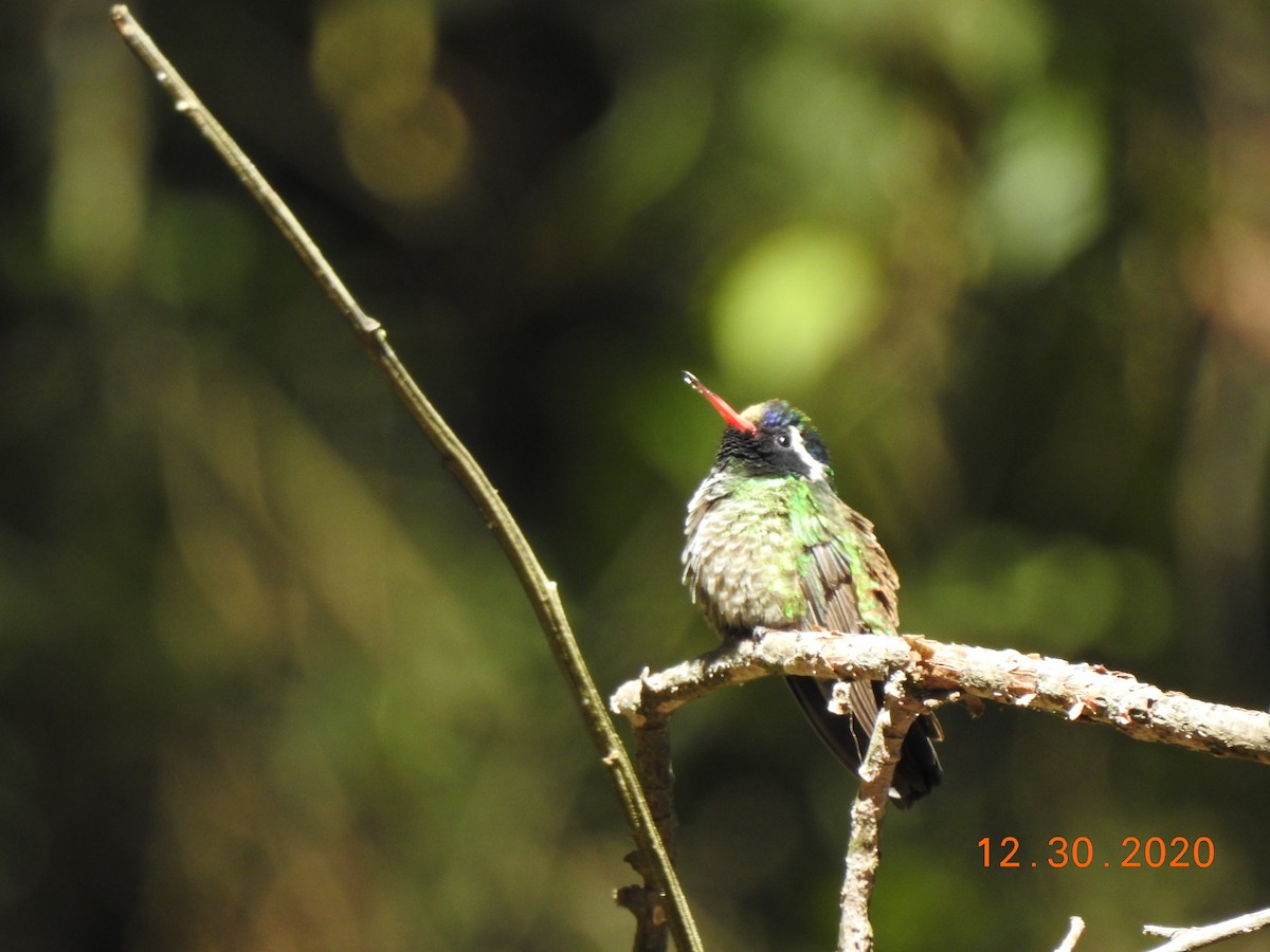 White-eared Hummingbird - ML312830561