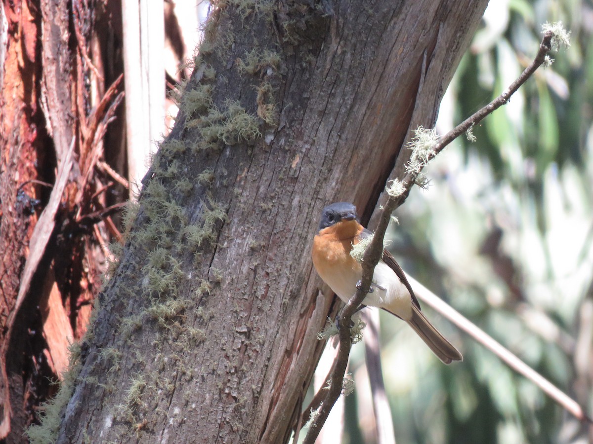Satin Flycatcher - ML312830941