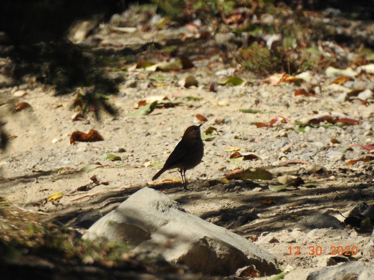 Russet Nightingale-Thrush - ML312831141