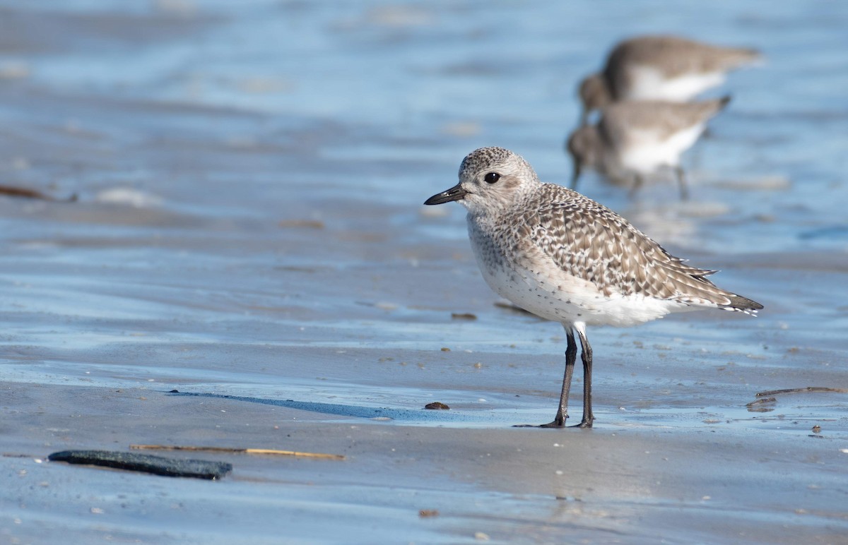 Kiebitzregenpfeifer - ML312833321