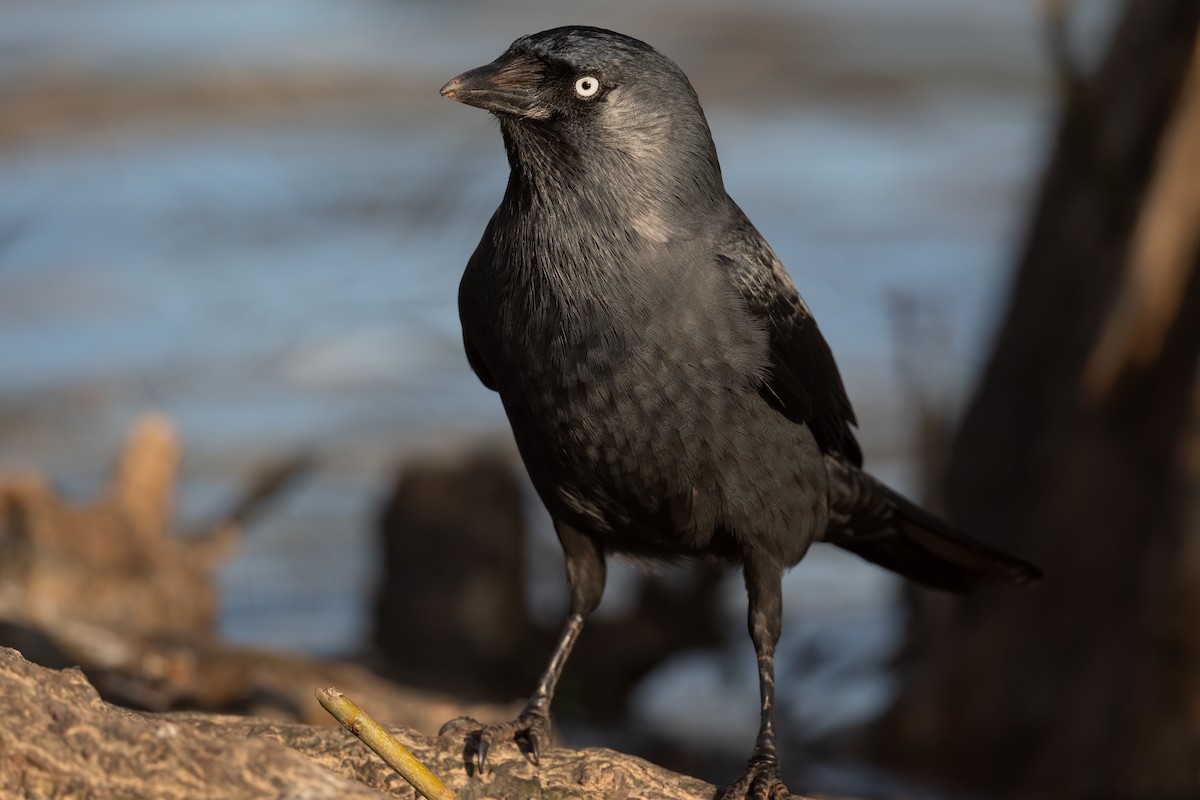 Eurasian Jackdaw - ML312833411