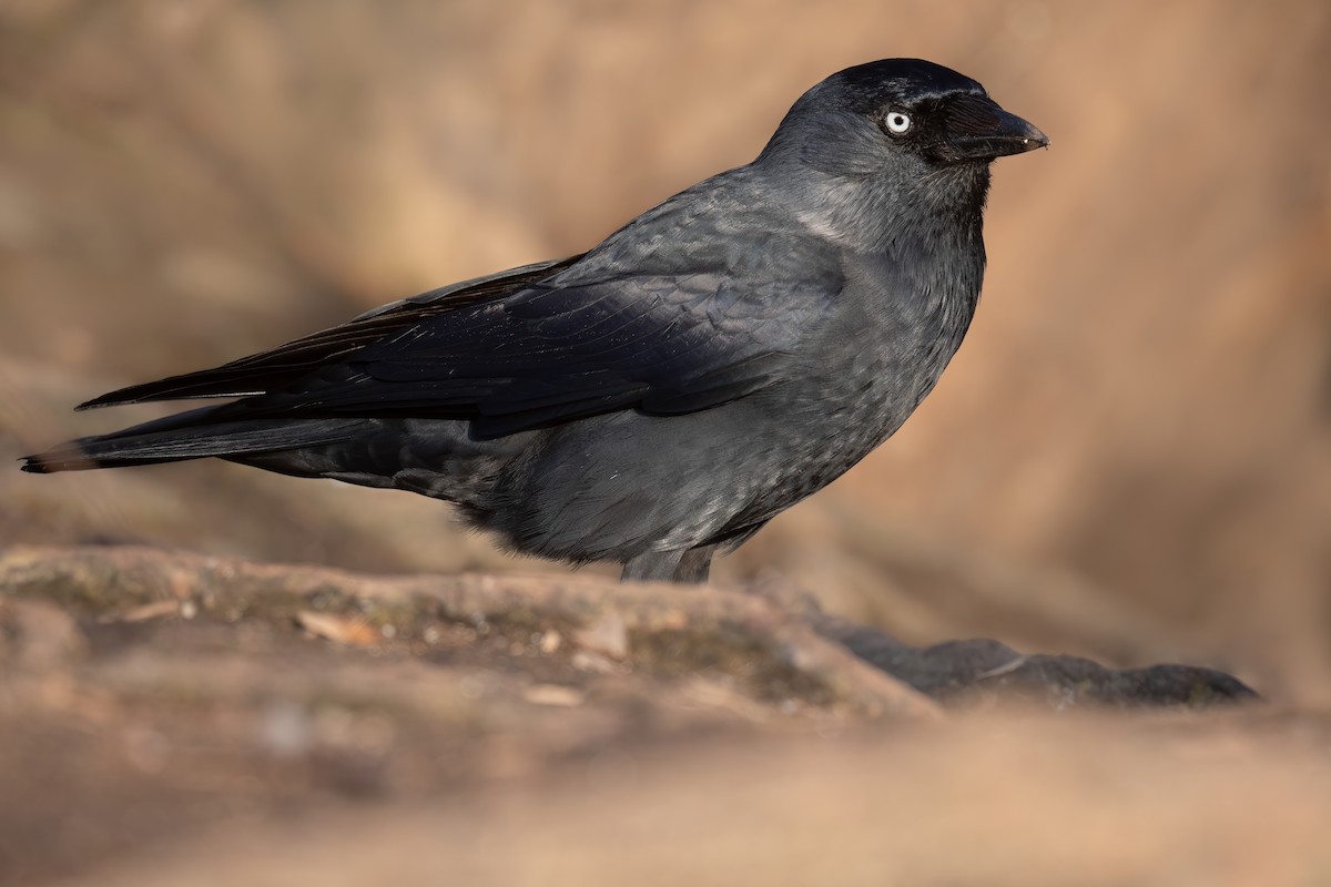 Eurasian Jackdaw - ML312833531